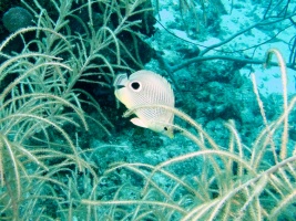 Foureye Butterflyfish IMG 6984